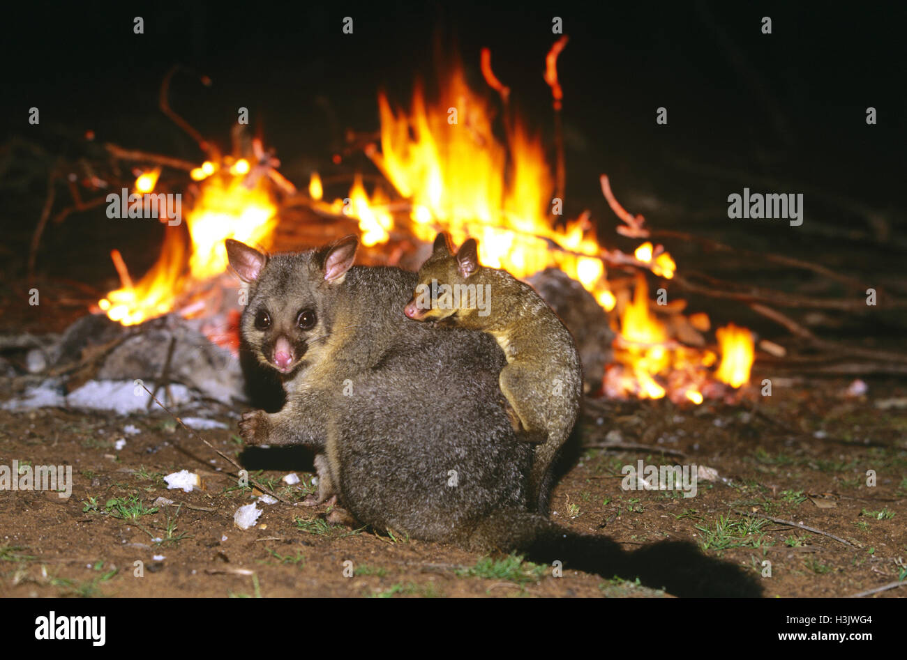 Common brushtail possum (Trichosurus vulpecula) Banque D'Images