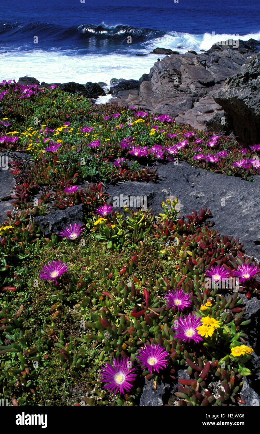 Politique brushtail possum (Senecio lautus) Banque D'Images