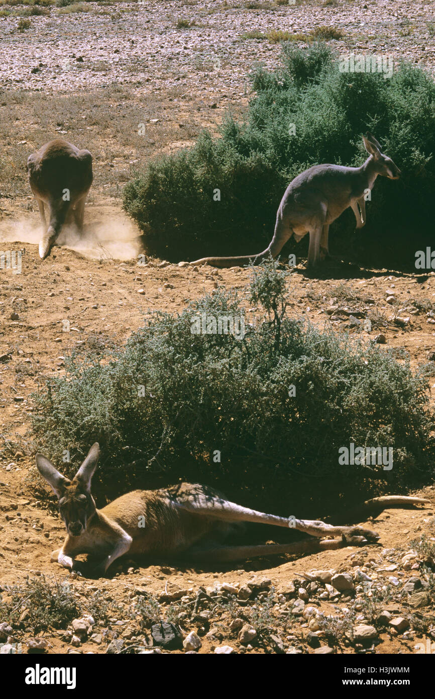 Kangourou rouge (Macropus rufus) Banque D'Images