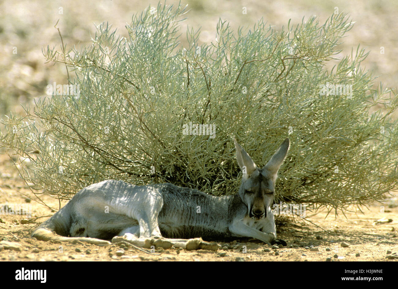 Kangourou rouge (Macropus rufus) Banque D'Images