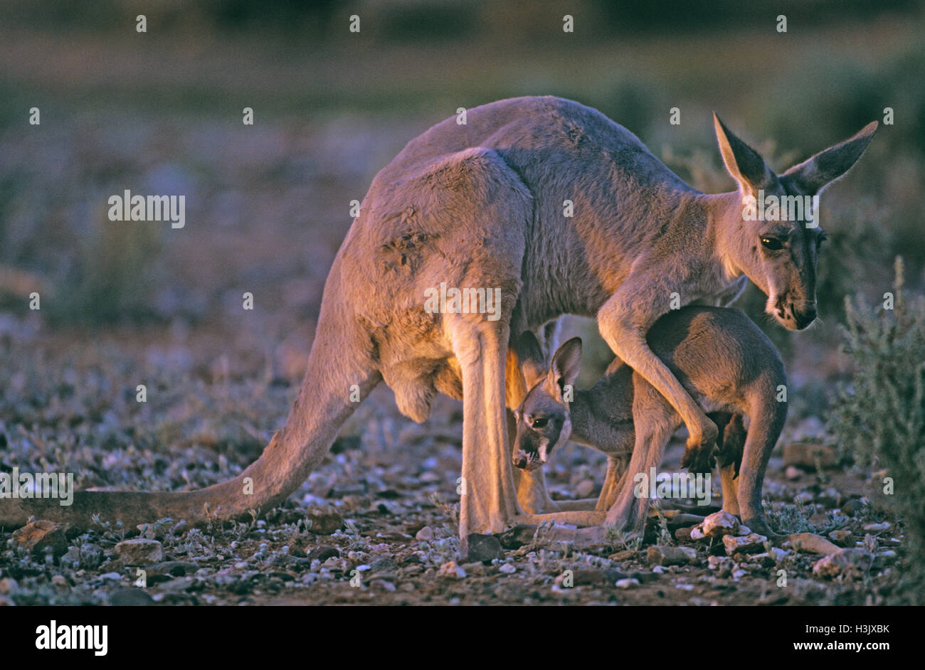 Kangourou rouge (Macropus rufus) Banque D'Images