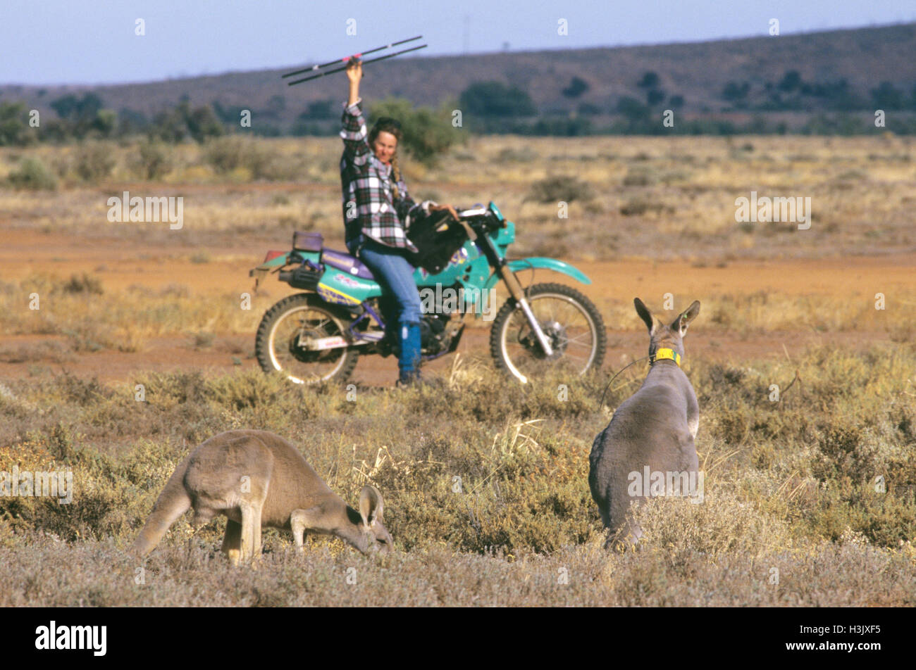 Kangourou rouge (Macropus rufus) Banque D'Images