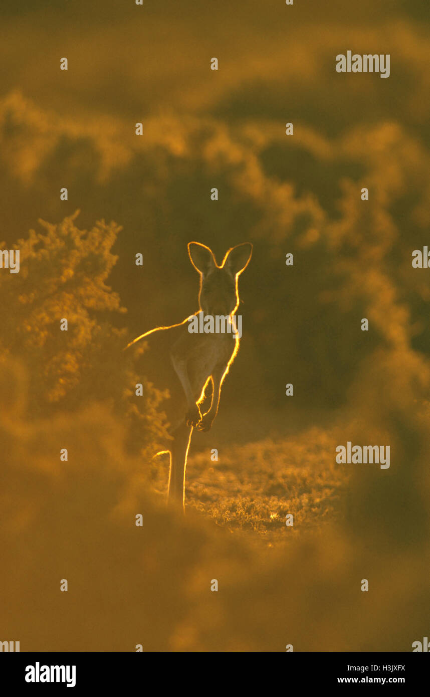 Kangourou rouge (Macropus rufus) Banque D'Images