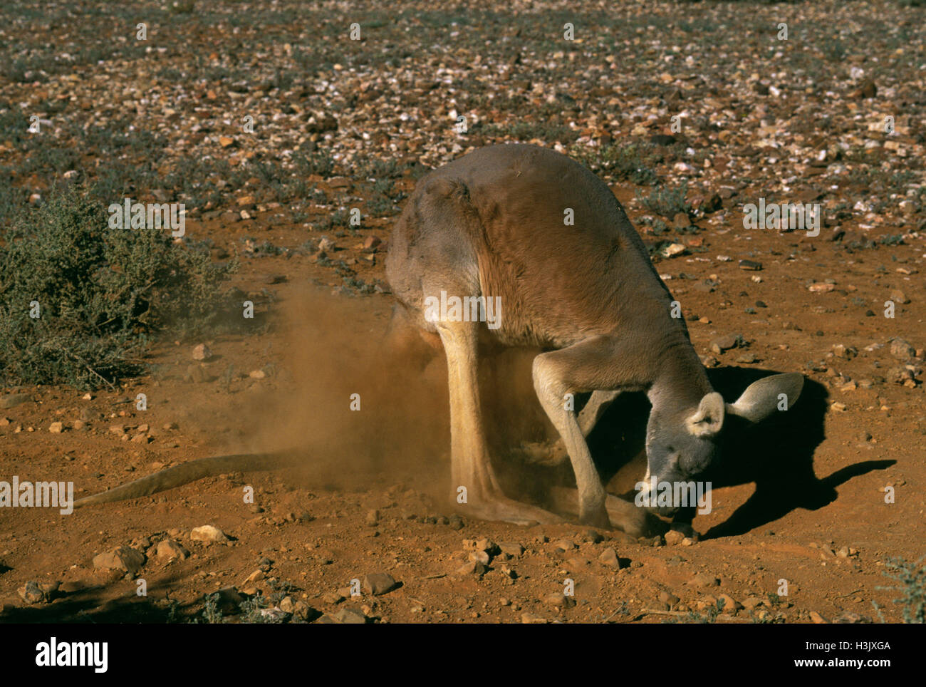 Kangourou rouge (Macropus rufus) Banque D'Images