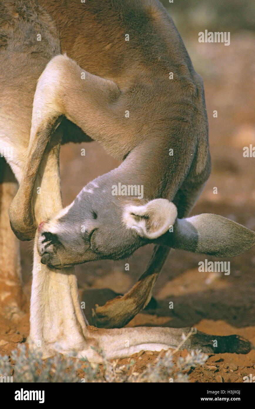 Kangourou rouge (Macropus rufus) Banque D'Images