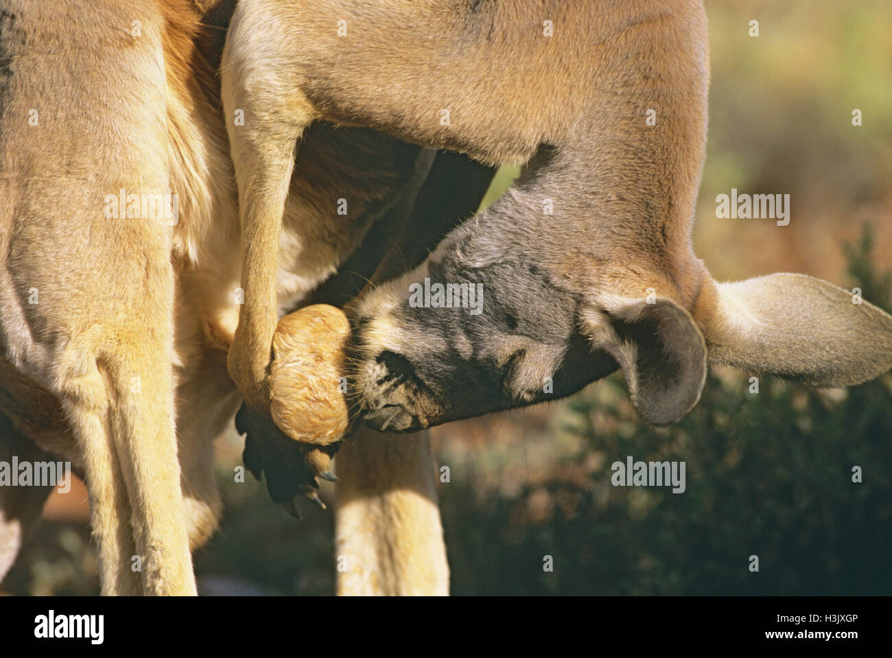 Kangourou rouge (Macropus rufus) Banque D'Images