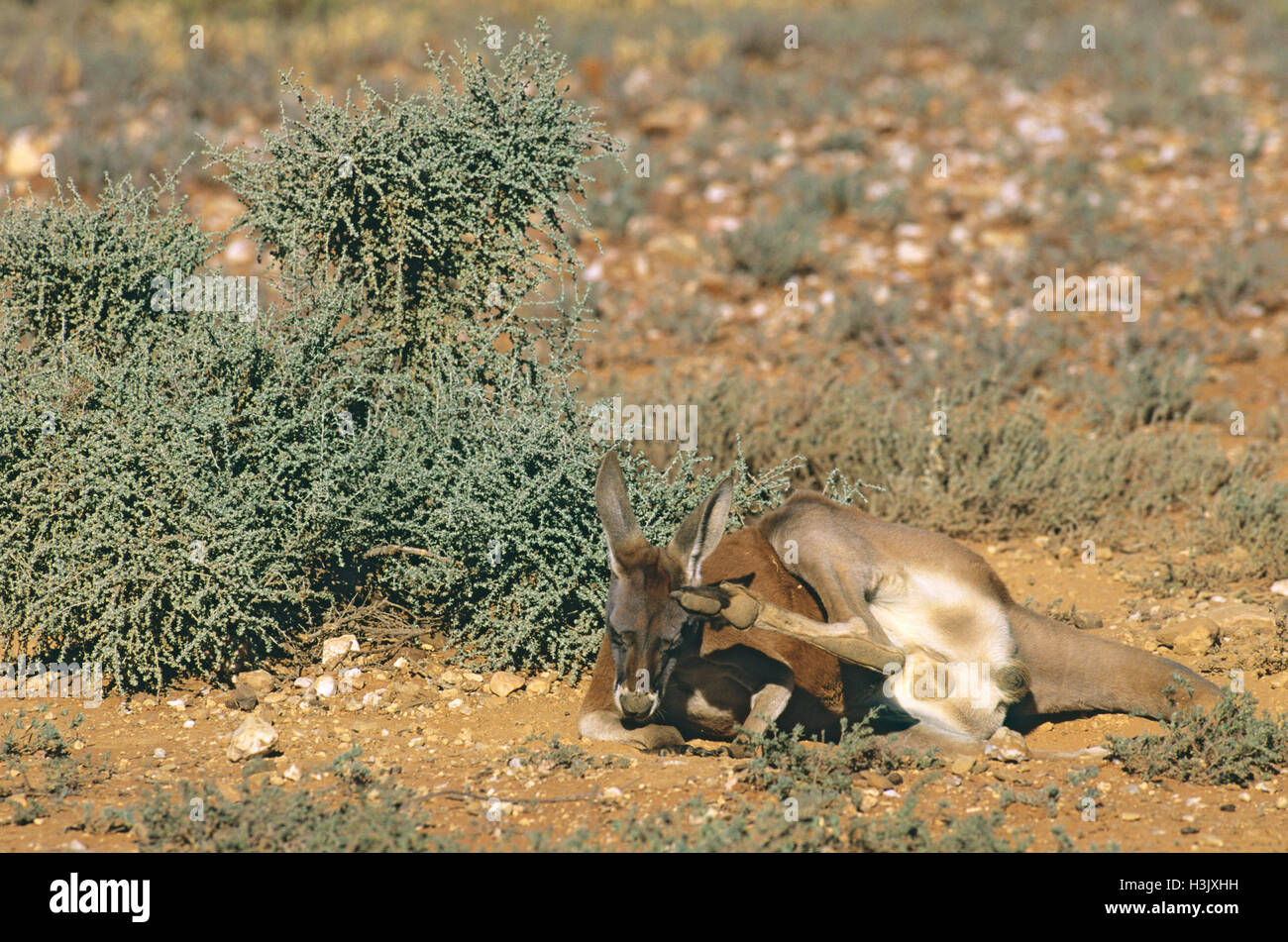 Kangourou rouge (Macropus rufus) Banque D'Images