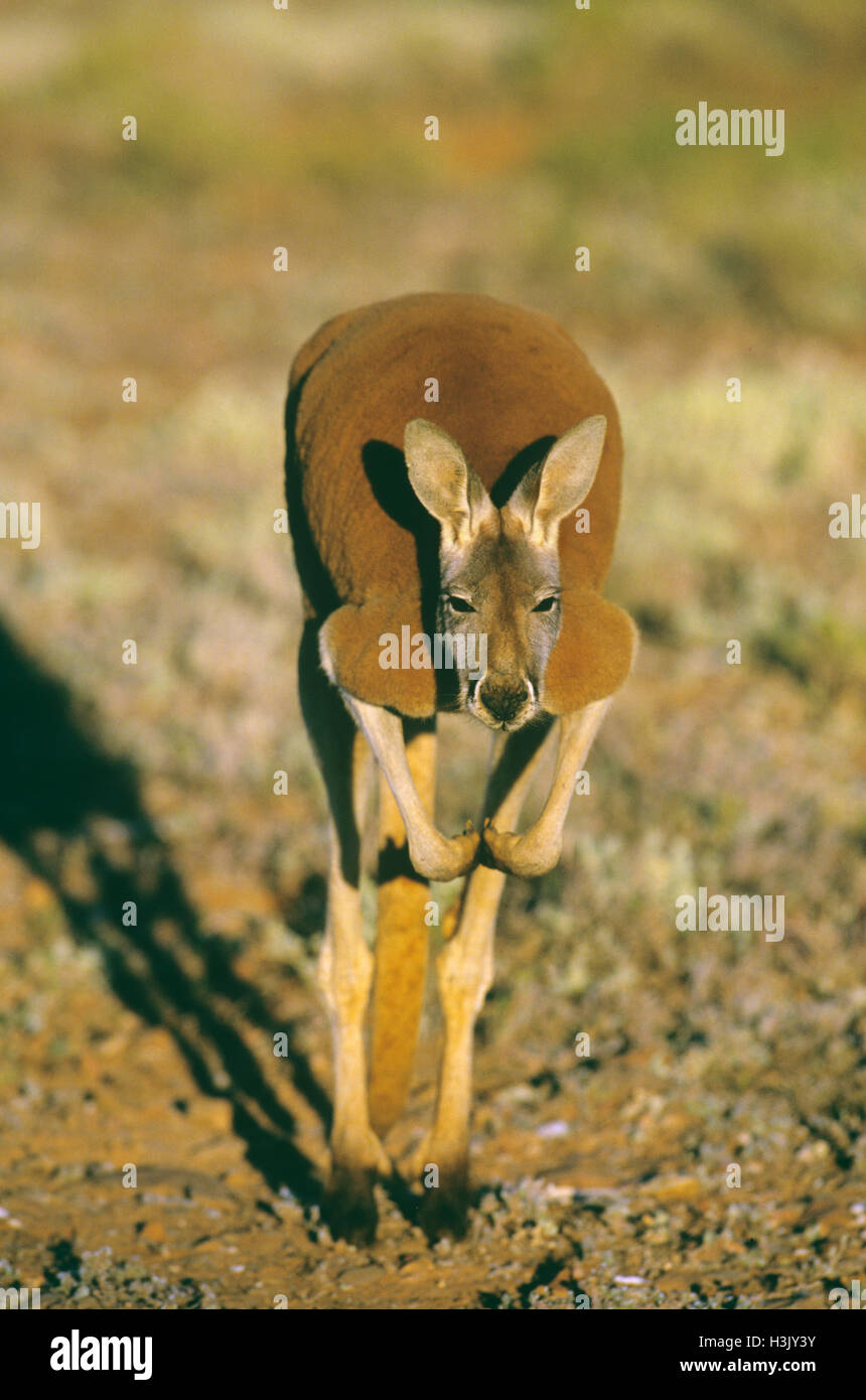 Kangourou rouge (Macropus rufus) Banque D'Images