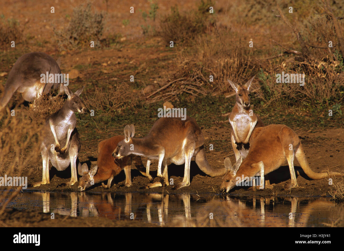 Kangourou rouge (Macropus rufus) Banque D'Images