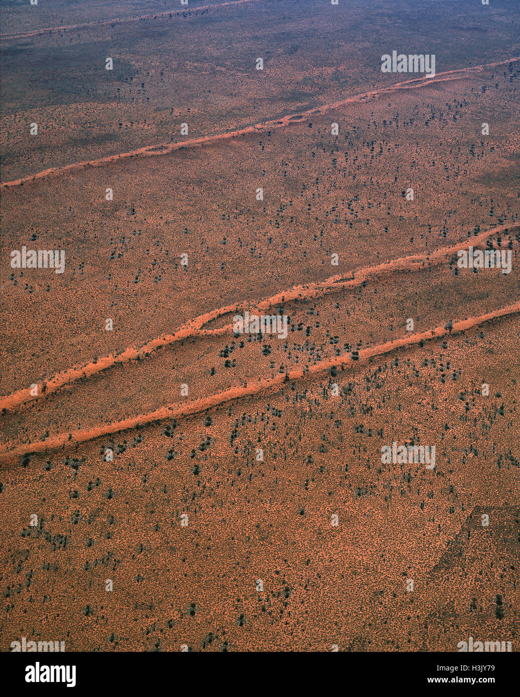 La végétation du désert Tanami, spinifex : desert oaks et d'acacias Banque D'Images