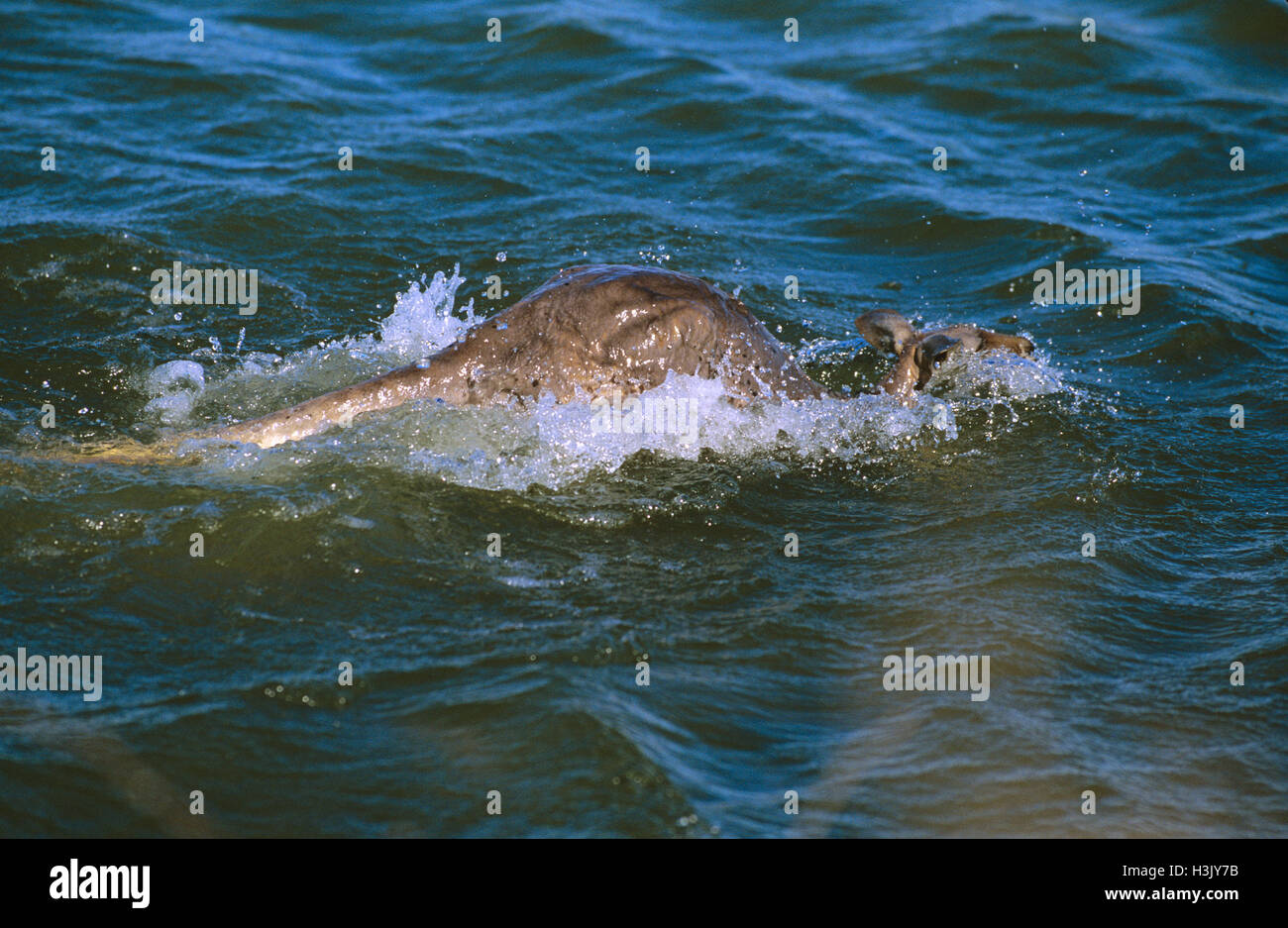 Kangourou rouge (Macropus rufus) Banque D'Images