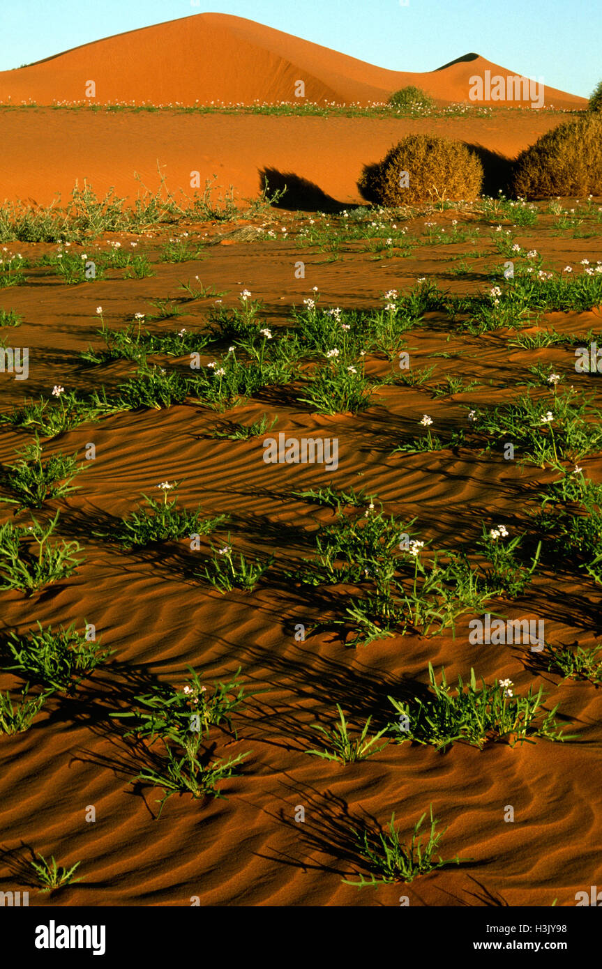 Dunes de sable, Banque D'Images