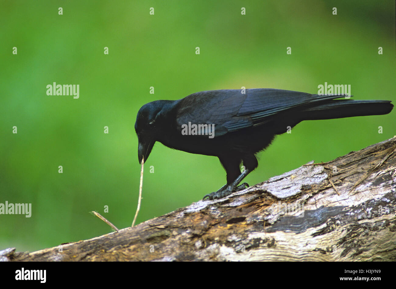 New Caledonian crow (Corvus moneduloides) Banque D'Images