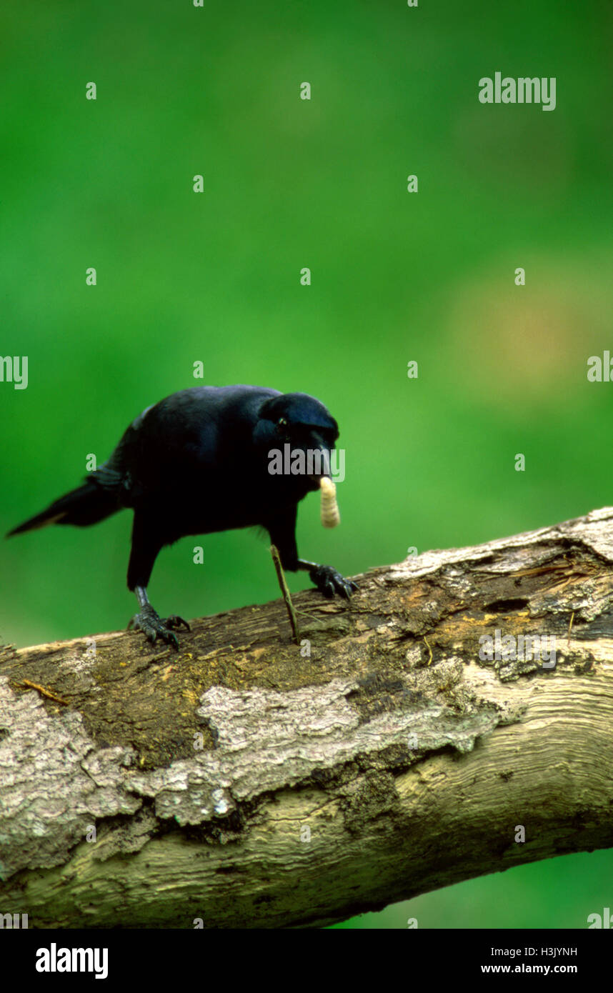 New Caledonian crow (Corvus moneduloides) Banque D'Images