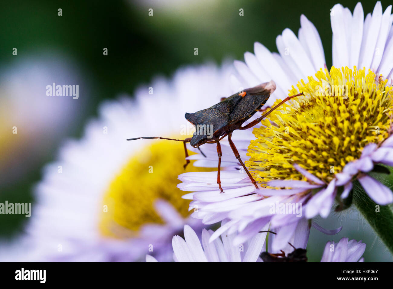 Red-legged (Pentatoma rufipes) Shieldbug forêt adulte sur station Daisy flower Banque D'Images