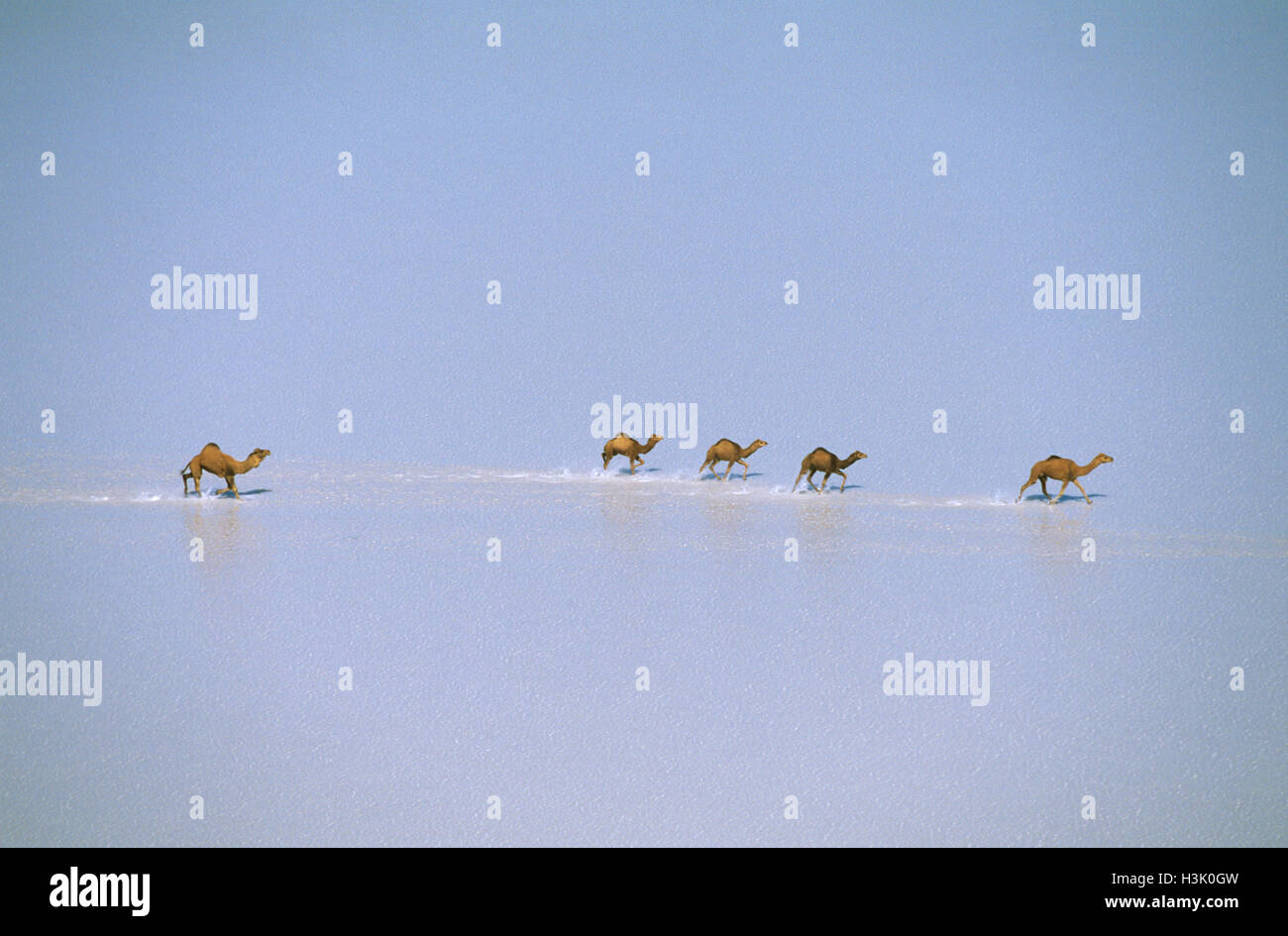 Le Dromadaire (Camelus dromedarius) Banque D'Images
