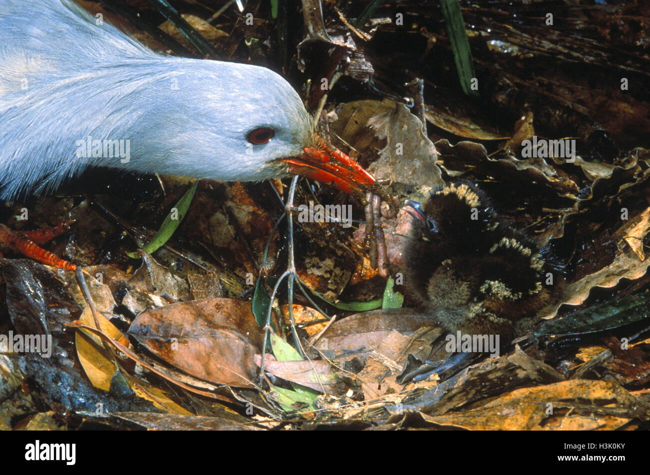 Kagu (Rhynochetos jubatus) Banque D'Images