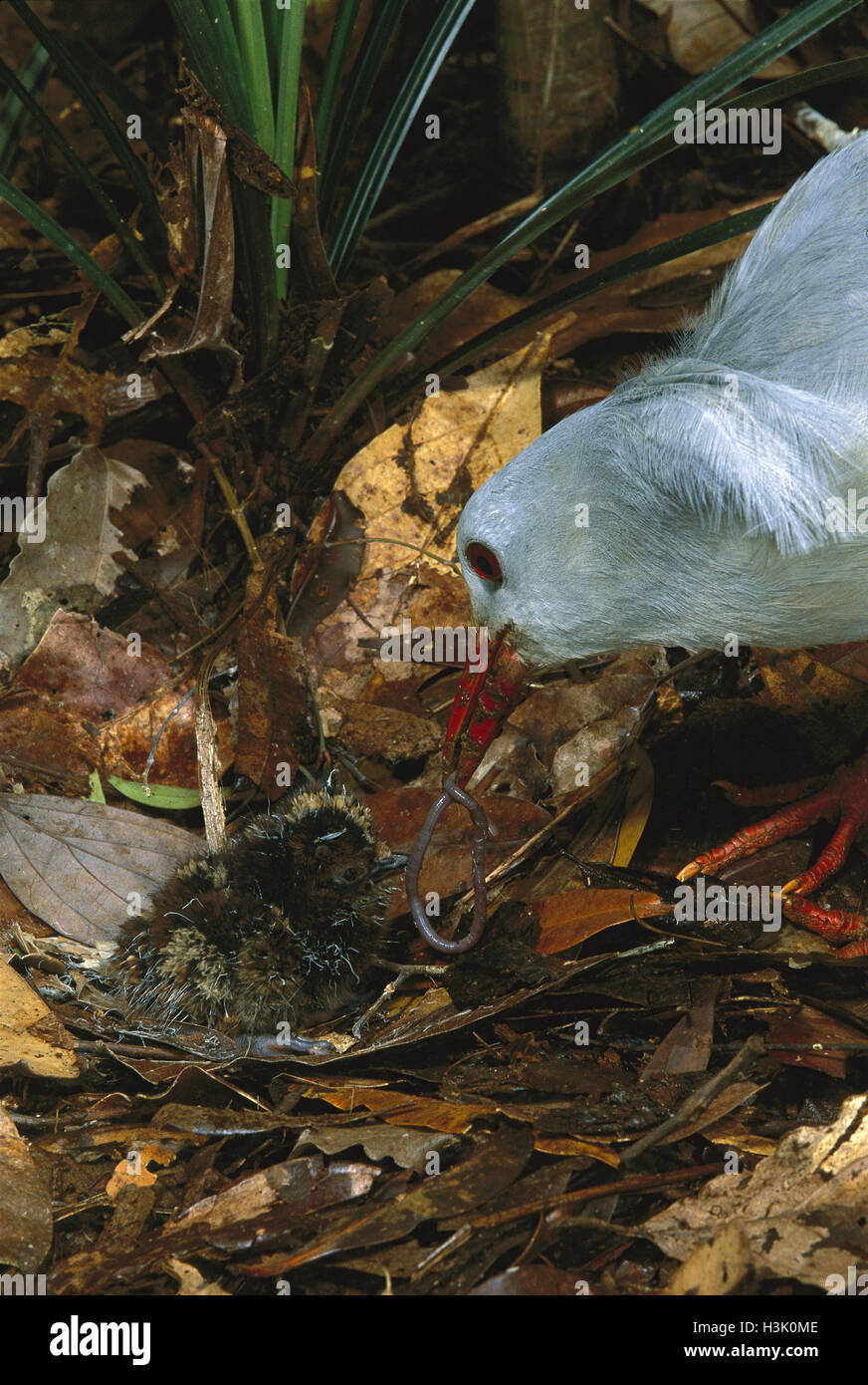 Kagu (Rhynochetos jubatus) Banque D'Images