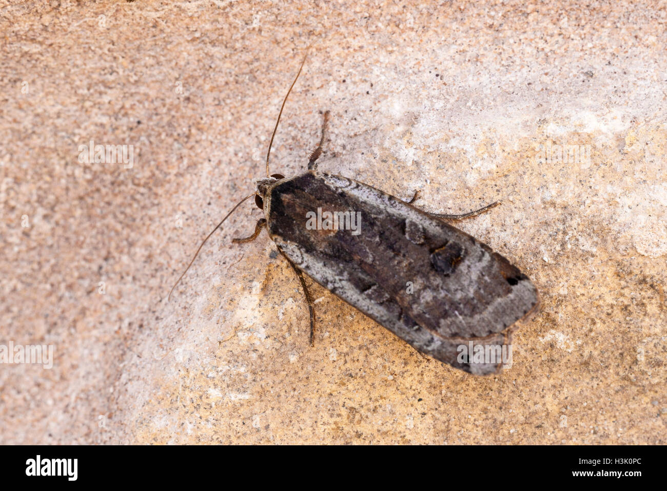 De grandes ailes de Noctua, pronuea jaune papillon adulte au repos sur un mur de pierre Banque D'Images