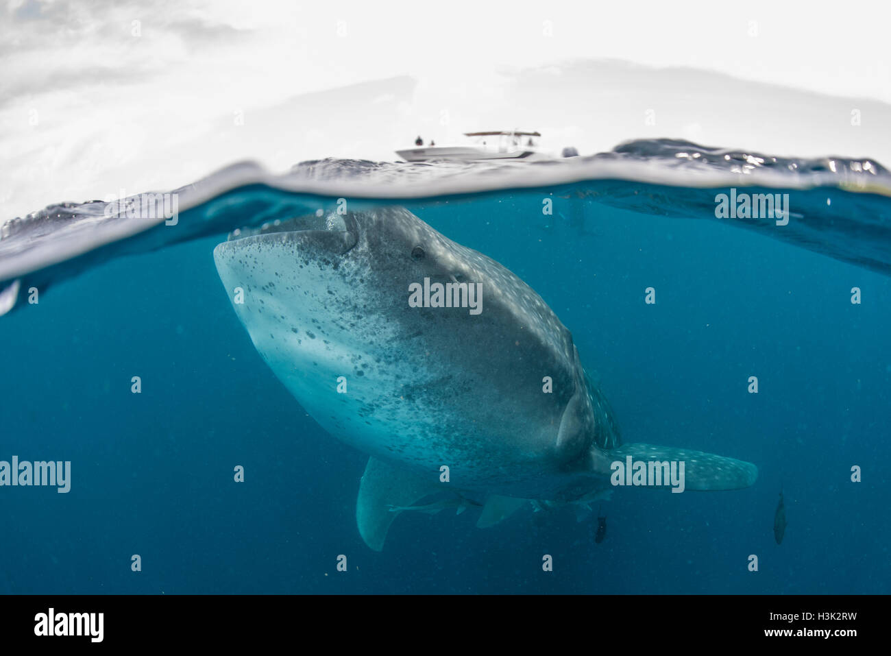 Requin-baleine (Rhincodon typus) nager près de la surface de l'eau, l'île de Contoy, Mexique Banque D'Images