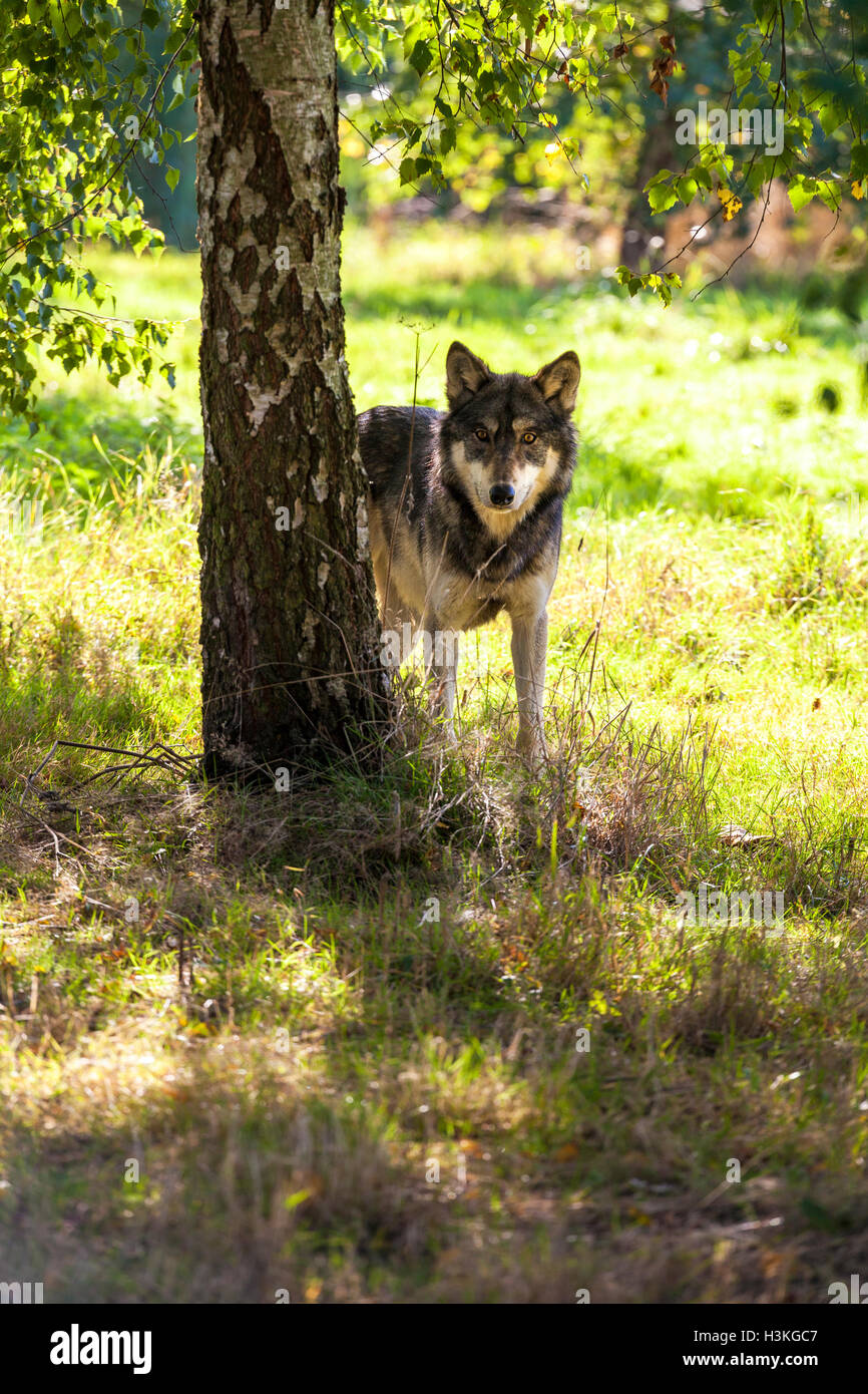 Le loup gris d'Amérique du Nord, Canis lupus, la chasse dans une forêt Banque D'Images