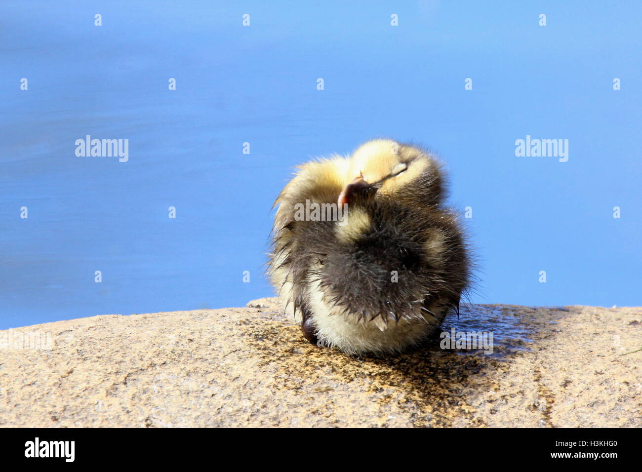 Un petit caneton colvert (Anas platyrhynchos) en boucles d'une balle en se lissant Banque D'Images