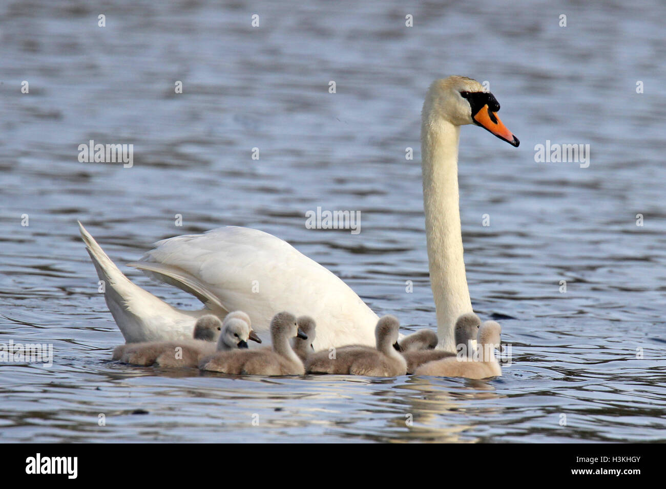 Un bouton mute swan (Cygnus olor) nager sur un lac avec une famille de cygnets Banque D'Images