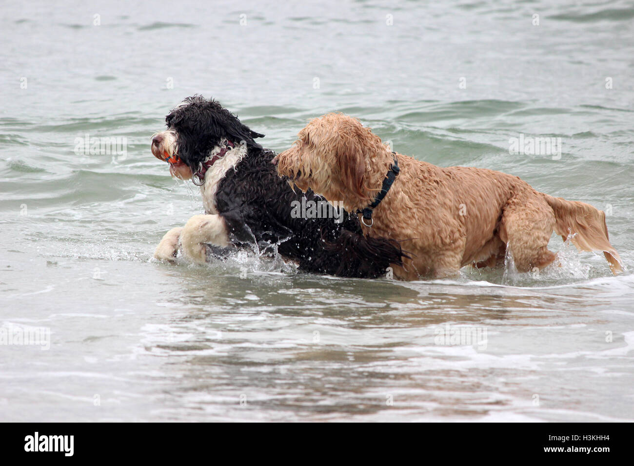 Deux chiens jouant un jeu avec une balle dans l'océan Banque D'Images