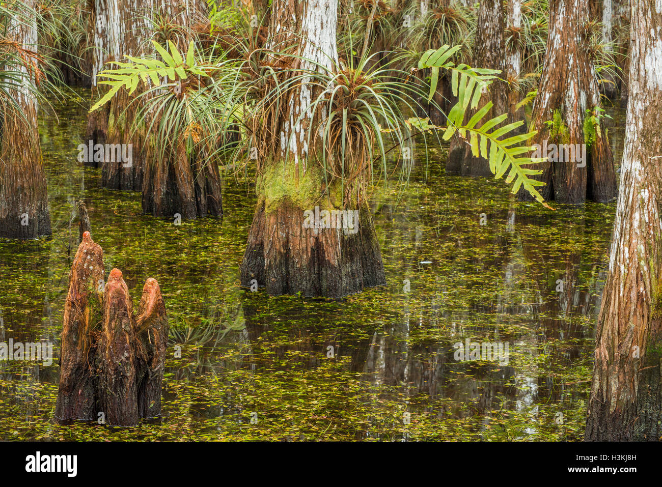 Vue intérieure d'un dôme de cyprès avec ses fougères, Broméliacées, le cyprès chauve, cyprès chauve et genoux - le Parc National des Everglades Banque D'Images