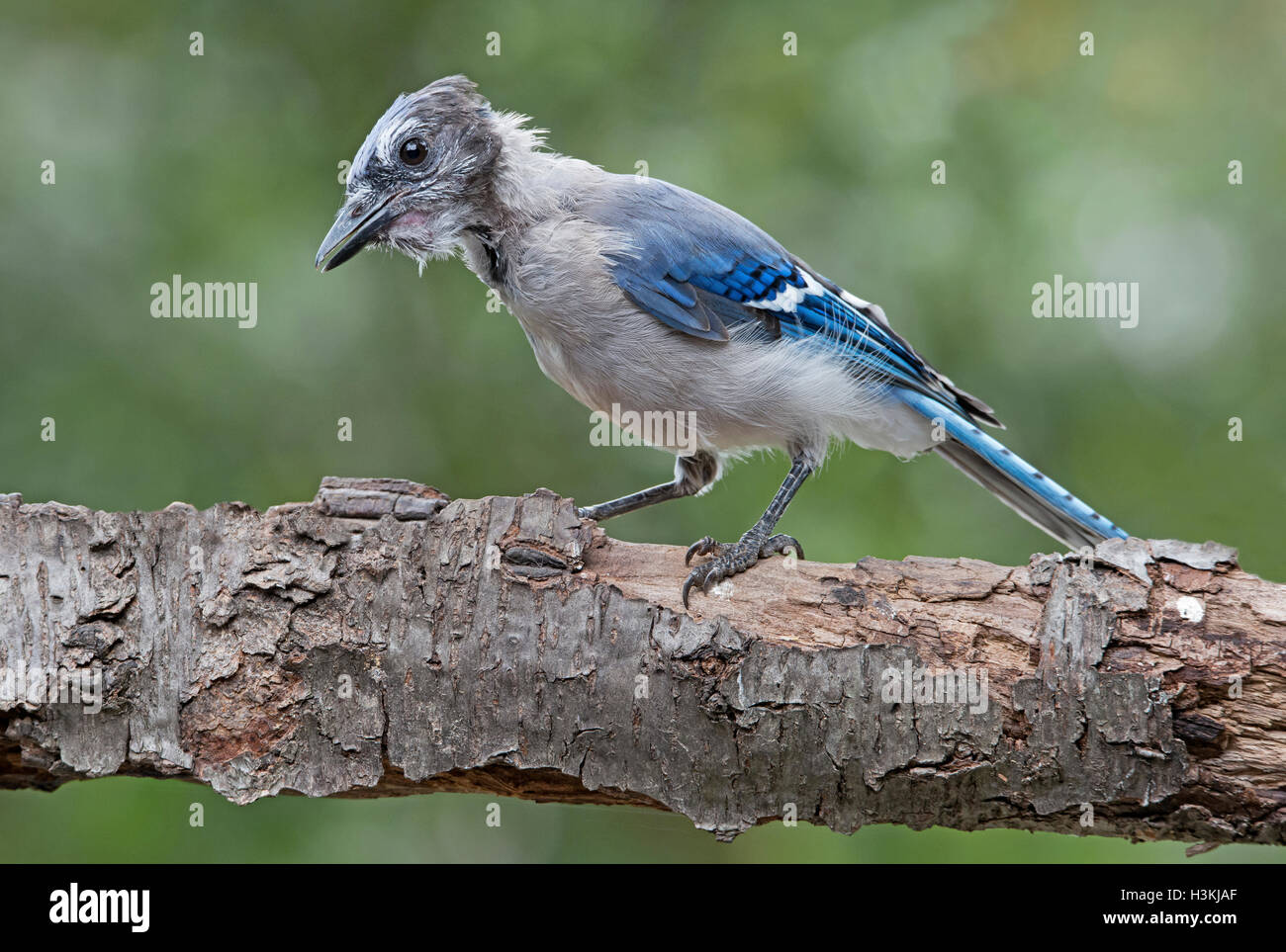 East Blue Jay Cyanocitta cristata, motting, E USA, par Skip Moody/Dembinsky photo Assoc Banque D'Images