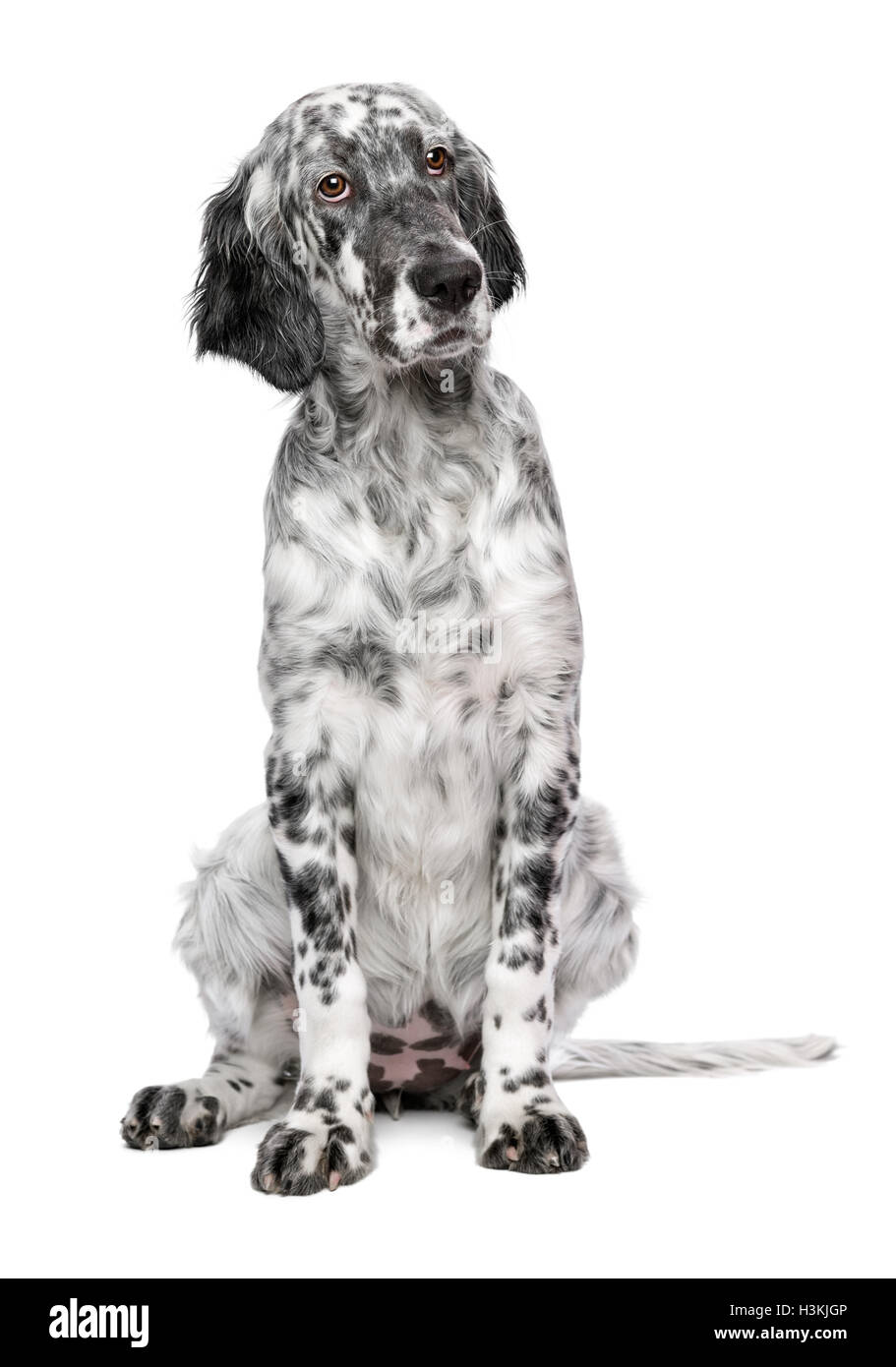 Cute 4 mois blue belton setter anglais chien chiot femelle Banque D'Images