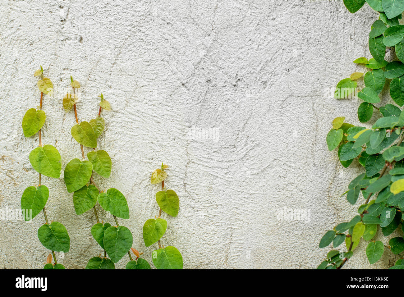 Les plantes qui poussent sur le mur de lierre Banque D'Images