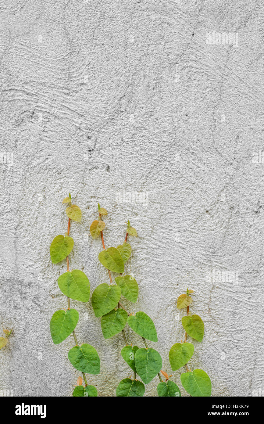 Les plantes qui poussent sur le mur de lierre Banque D'Images