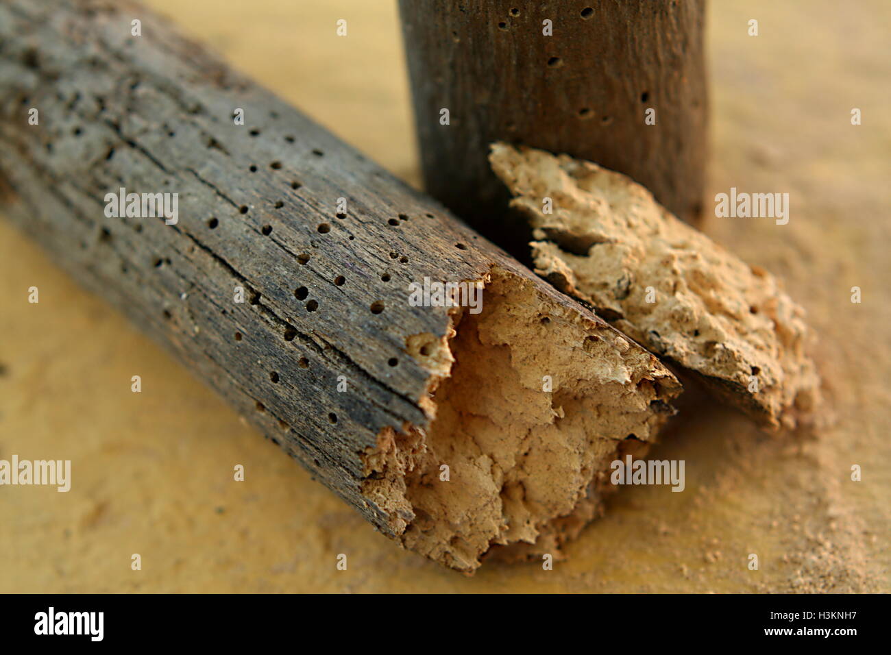 Un morceau de bois carié par woodworms Banque D'Images