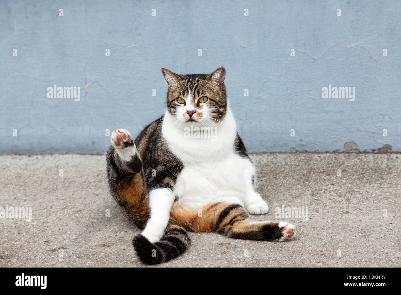 Fat cat street Banque D'Images