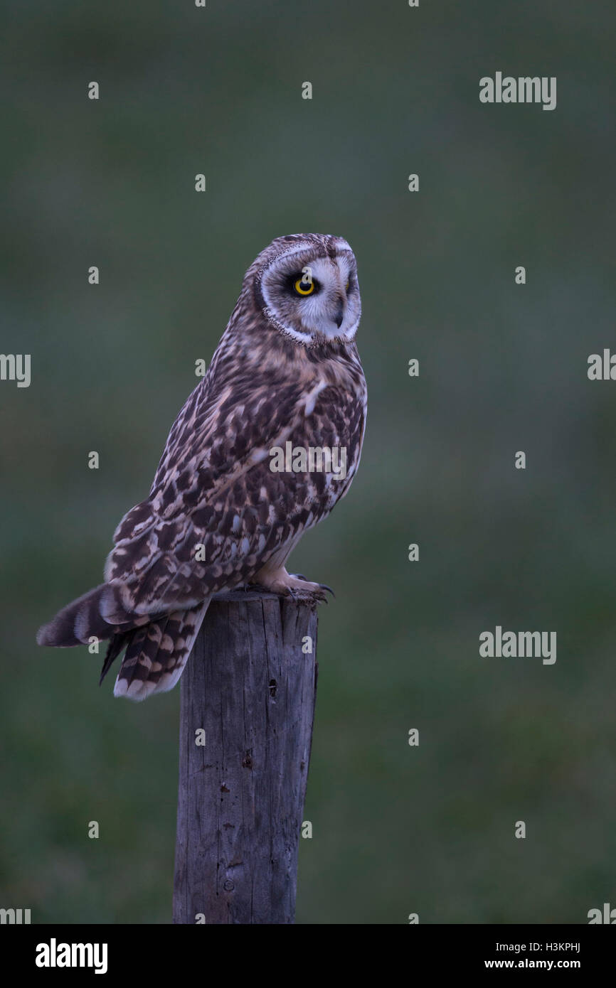 Hibou des marais Asio flammeus / Sumpfohreule ( ) au crépuscule dans le dernier crépuscule, perché sur un poteau de clôture en bois, la chasse. Banque D'Images