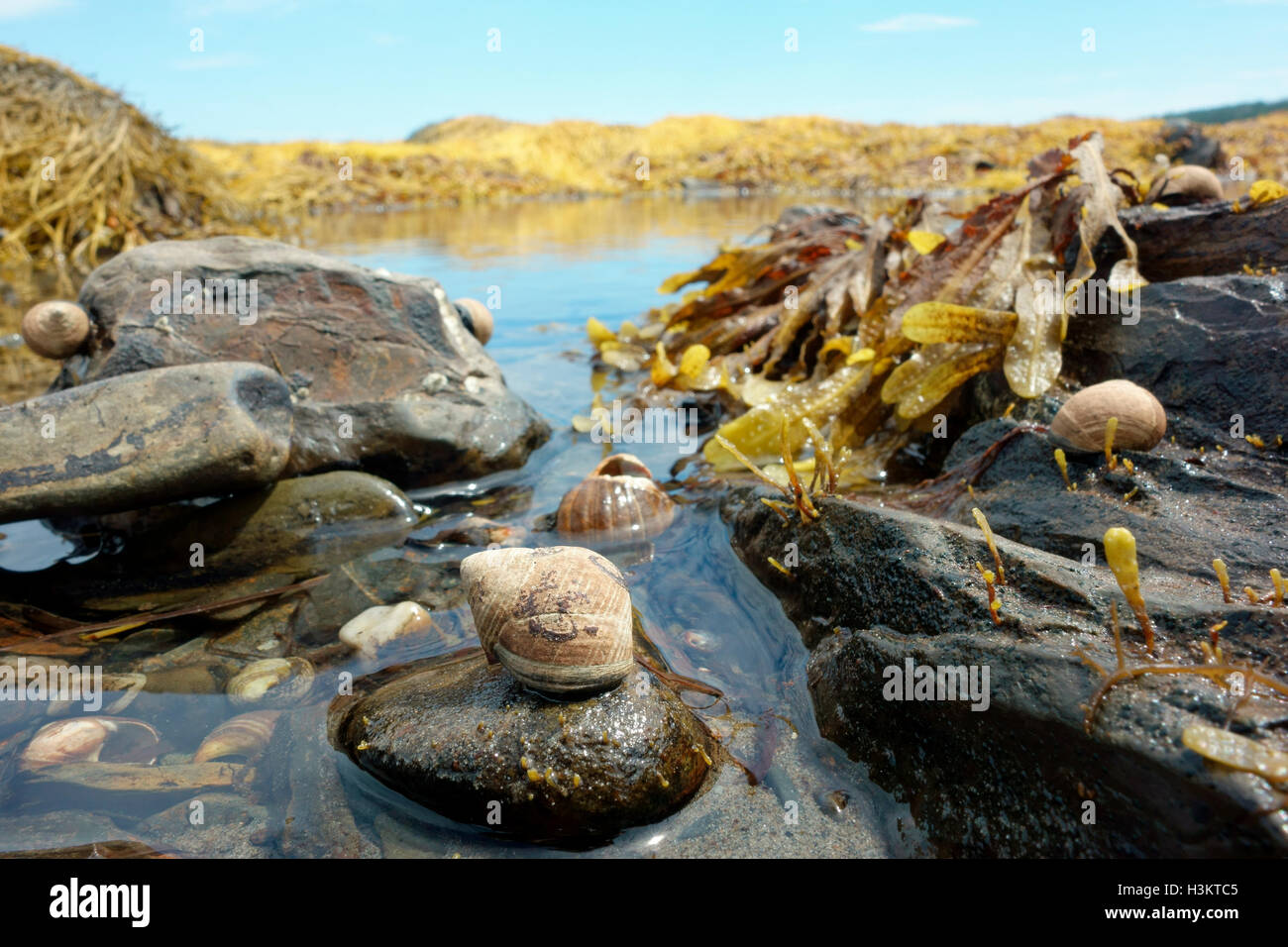 Une marée intérieure, extérieure ou de la roche, qui sont des bassins rocheux au bord de la mer sur BigTancook Island, Nova Scotia, Canada montrant un bigorneau Banque D'Images