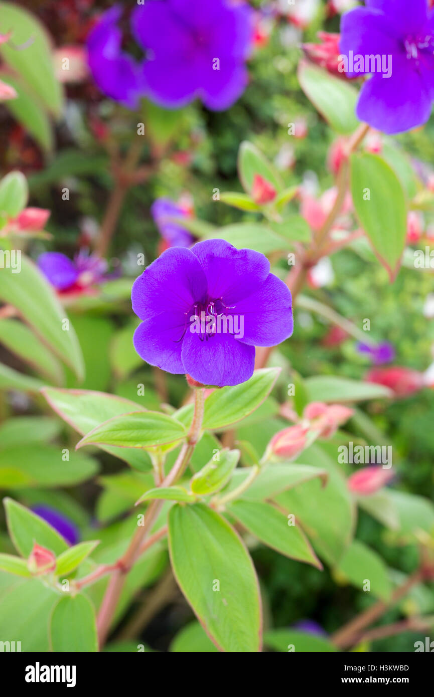 Tibouchina urvilleana. Gloire bush flower Banque D'Images