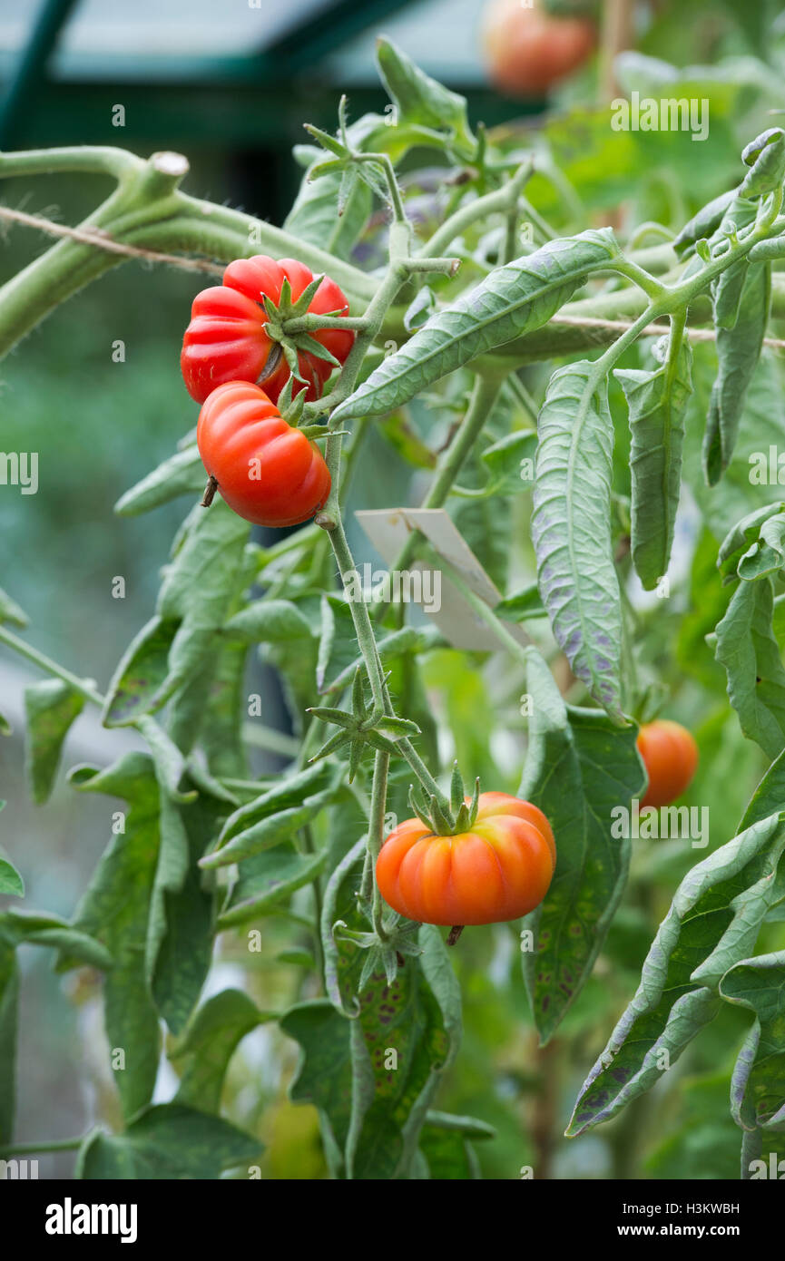 Solanum lycopersicum. La tomate costoluto di parma sur la vigne en serre Banque D'Images