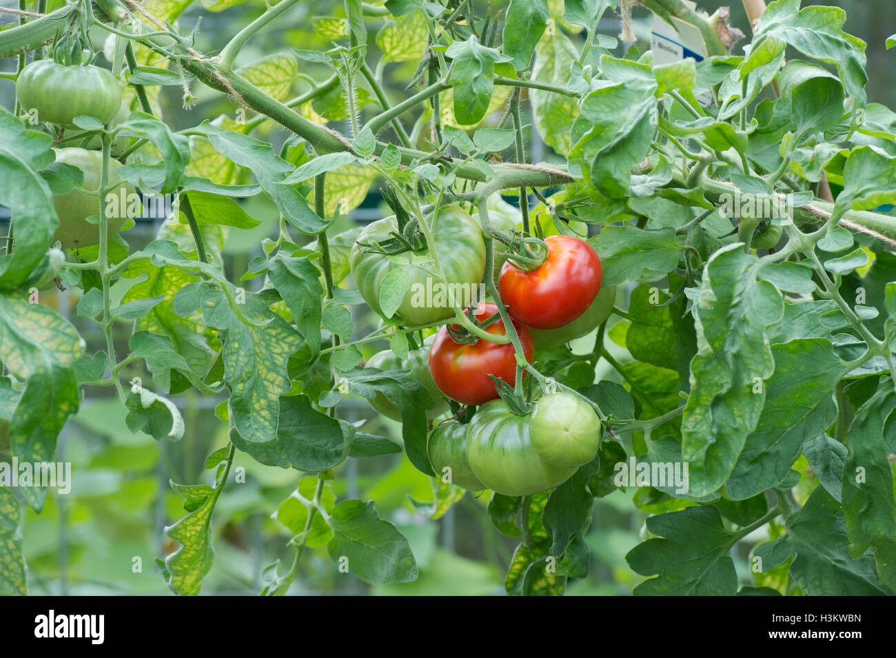 Solanum lycopersicum. La tomate sauvage sur la vigne en serre Banque D'Images