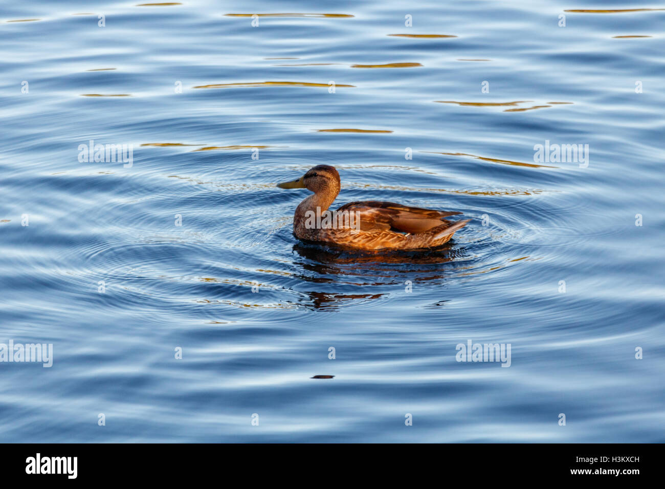 Canard flottant lentement les jeunes par le calme du lac bleu Banque D'Images