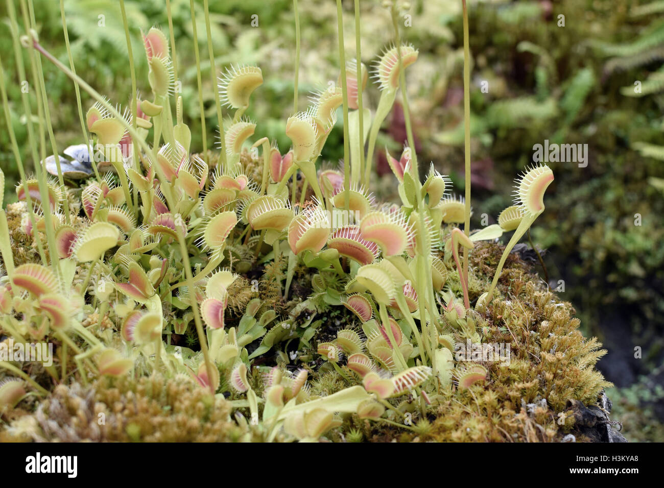 Famille : Dionée Droseraceae Genre : Dionaea Banque D'Images
