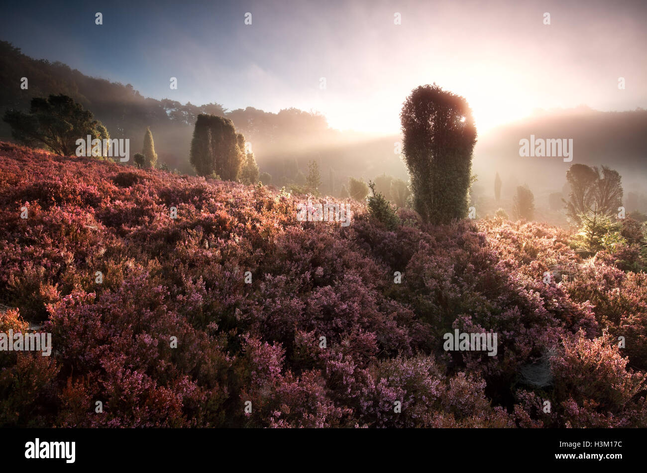 Lever de soleil sur Misty Hills avec Heather fleurs, Totengrund, Allemagne Banque D'Images