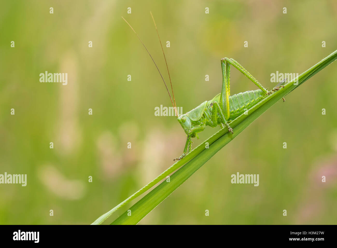 Macro close-up d'un grand Green Bush-cricket, Tettigonia viridissima, dans un pré Banque D'Images