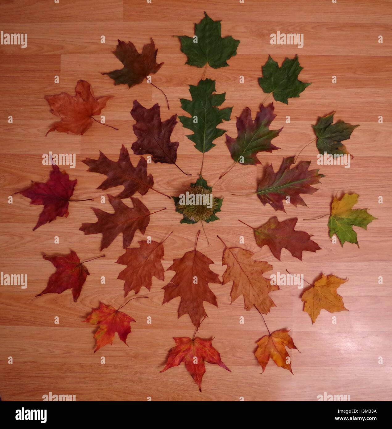 Cycle de la Leaf . recueillies et organisées des Leafs pour montrer le changement de couleur et le cycle d'une feuille Banque D'Images