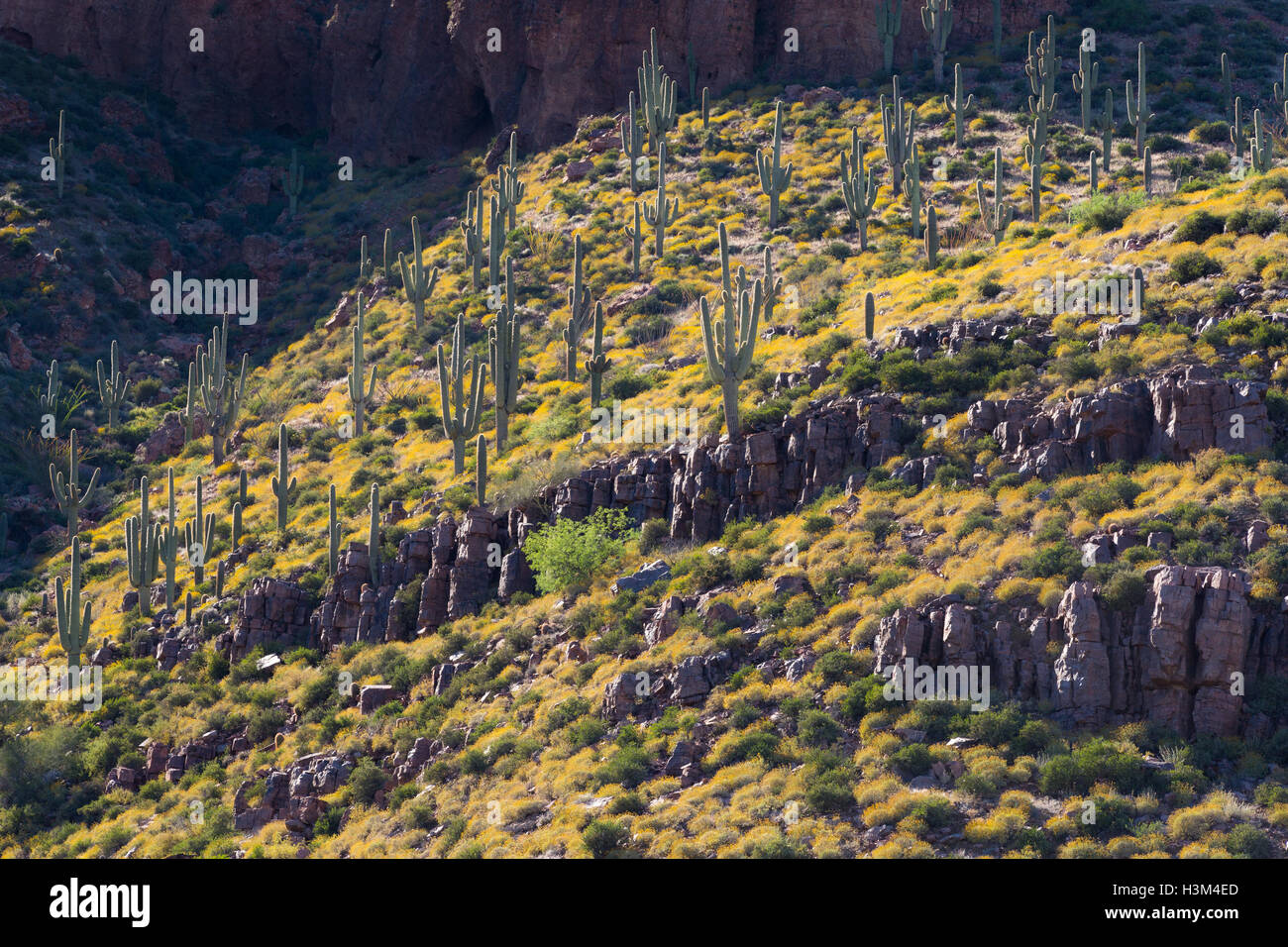 Saguaro cactus sur une colline couverte de fleurs sauvages brittlebrush dans les Superstition Mountains. La Forêt nationale de Tonto, Arizona Banque D'Images