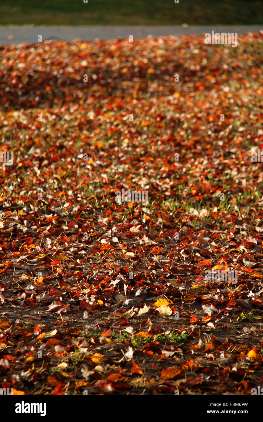 Feuilles d'érable sec couvrant l'herbe Banque D'Images