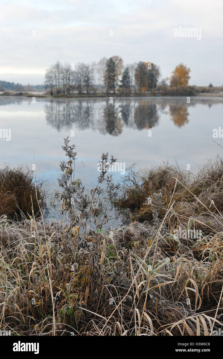 Paysage avec des plantes et l'herbe couverte par le premier régime. Banque D'Images