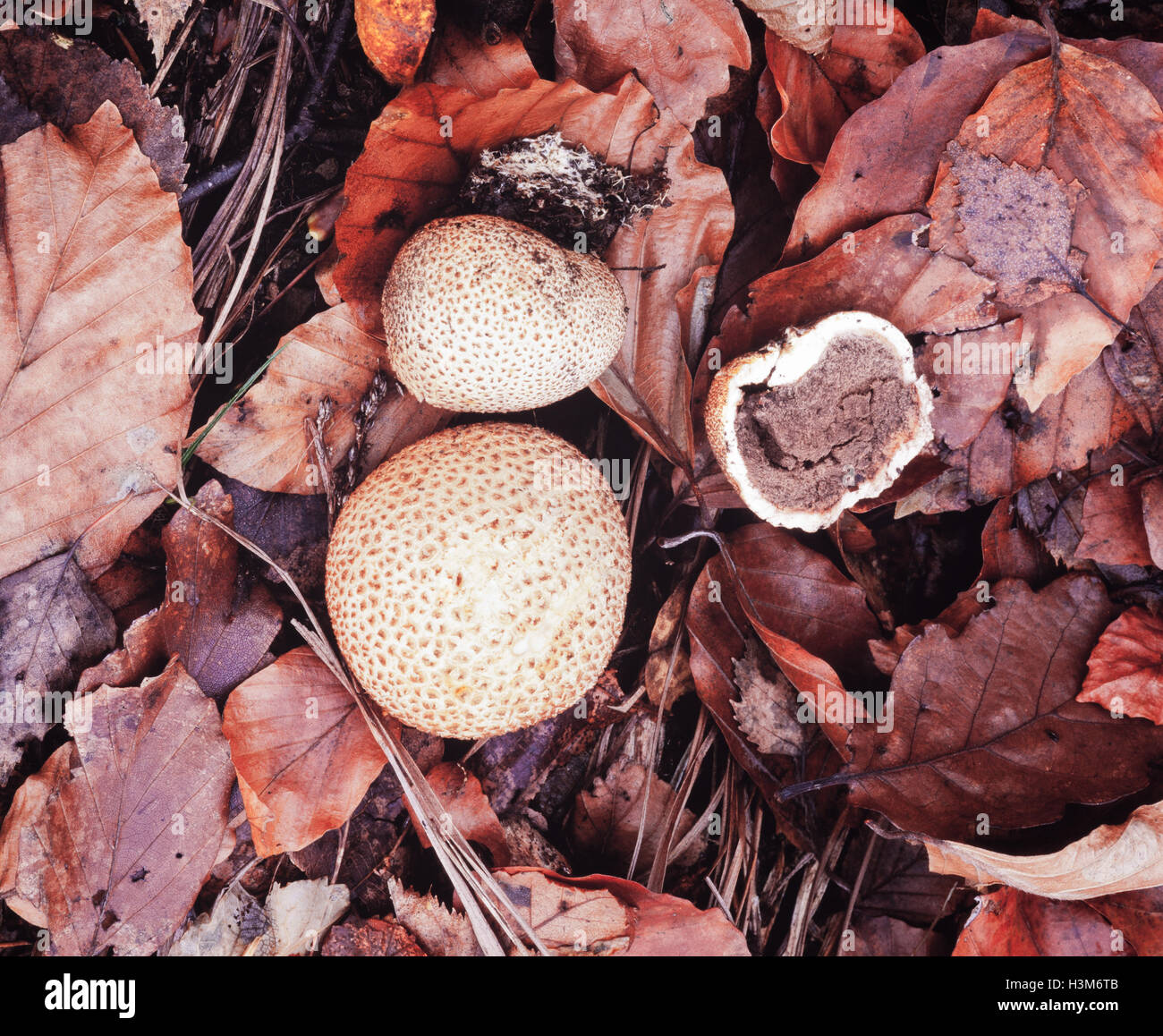 Balle Terre Scleroderma citrium commun champignons Banque D'Images Balle Terre Scleroderma citrium commun champignons Banque D'Images
