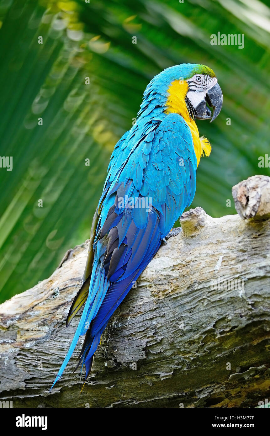 Blue and Gold Macaw Banque D'Images